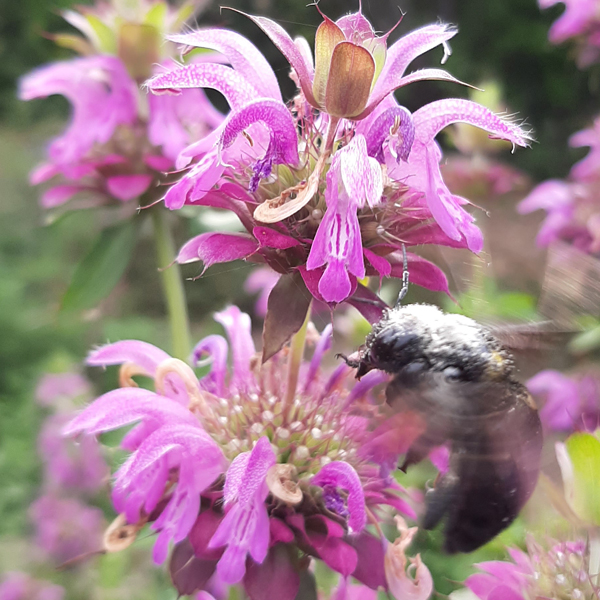 Monarda limón