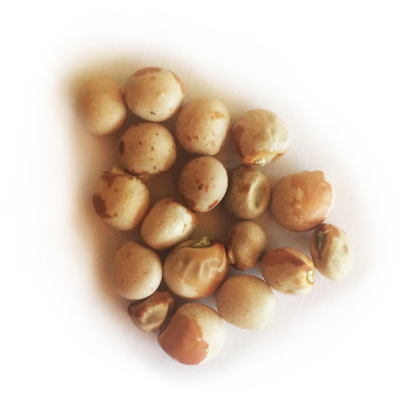 Frijol de arbusto gandul blanco