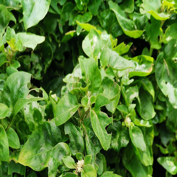Espinaca Choluteca