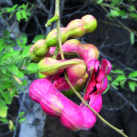 Guamúchil o chucum – Tienda Las Cañadas