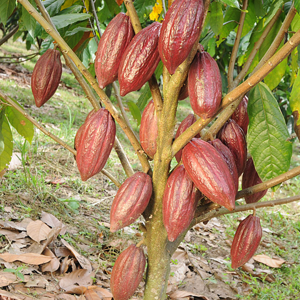 Cacao trinitario