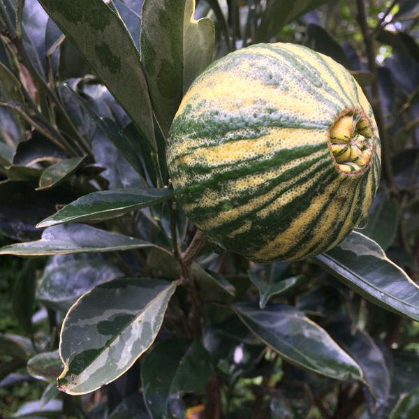 Naranja Variegada
