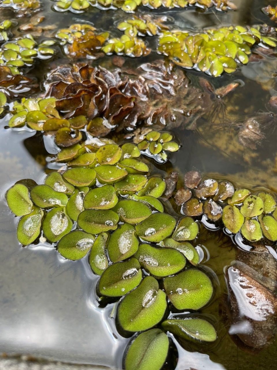 Salvinia gigante