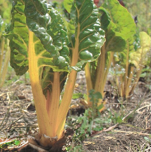Acelga verde amarilla
