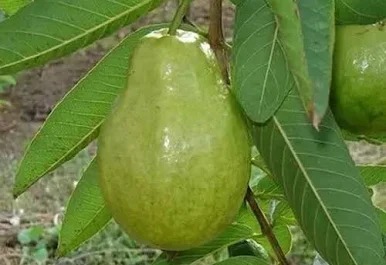 Guayaba pera