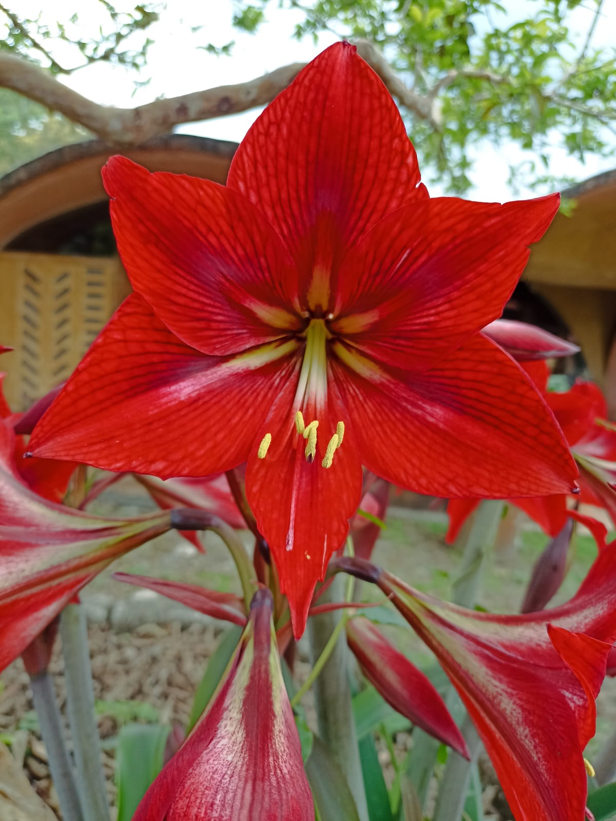 Azucena criolla