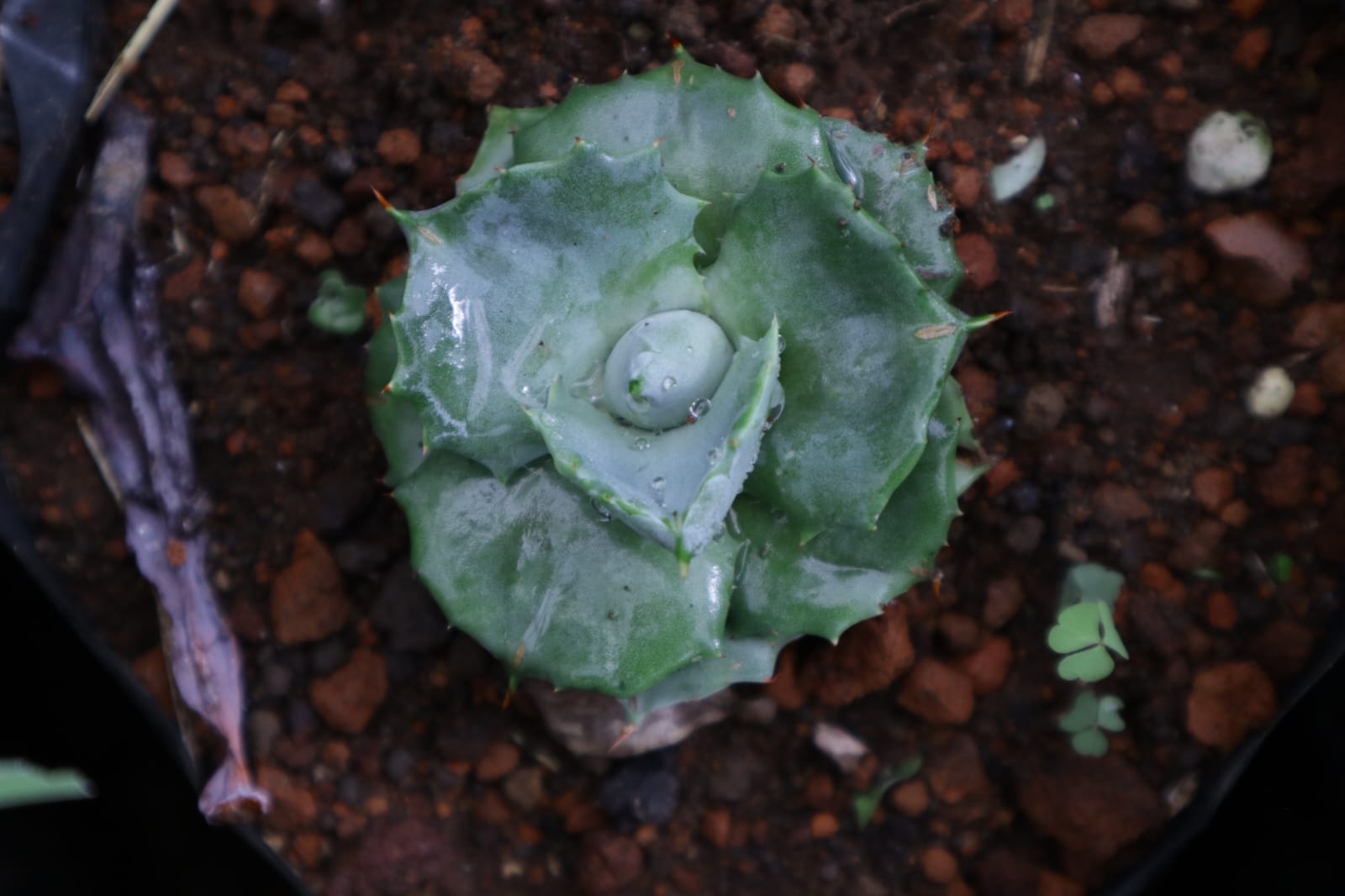 Agave shoji raijin o rosa azul