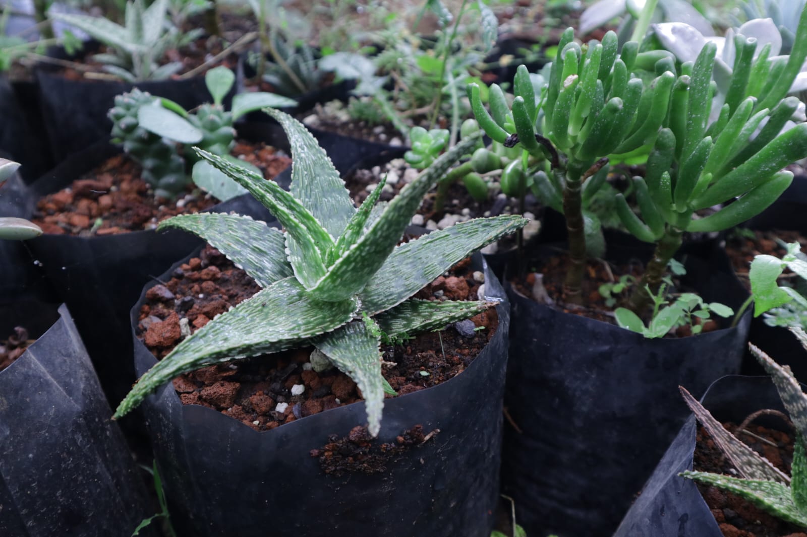 Aloe Oik