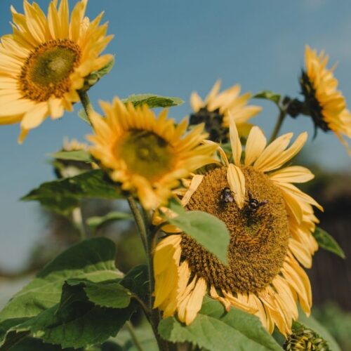 Flores
