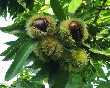 Castaño