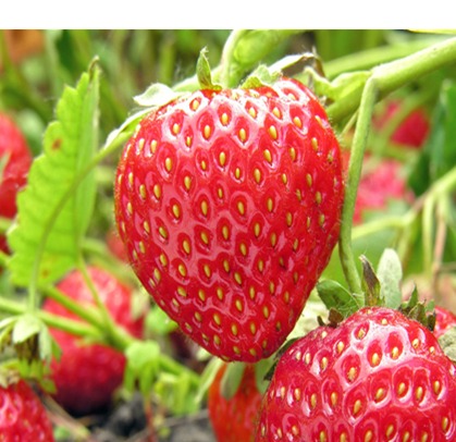 Fresa Monterrey