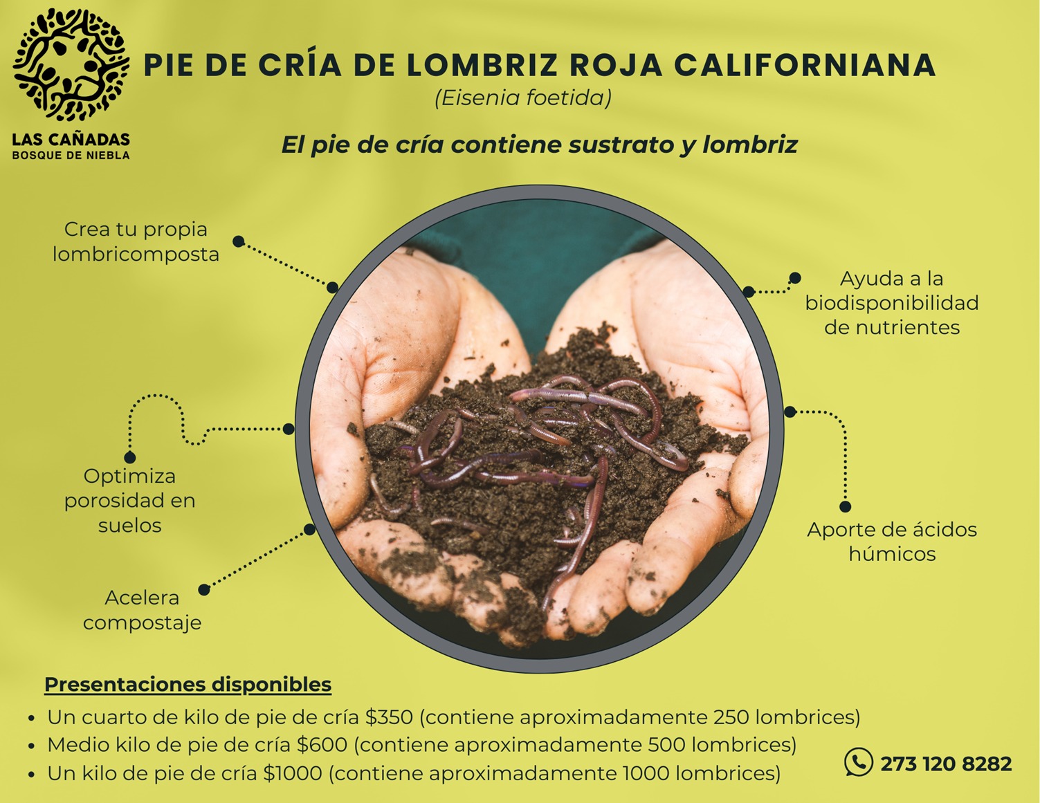 Pie de Cría - Lombriz Roja Californiana - Imagen 2