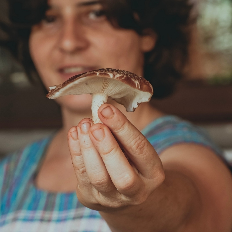 hongos-medicinales-tienda-las-canadas-bosque-de-niebla