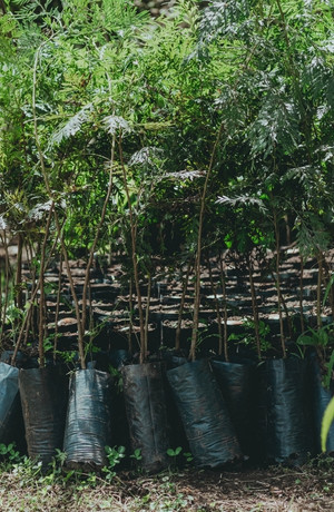 plantas-agroecologicas-tienda-las-canadas-bosque-de-niebla