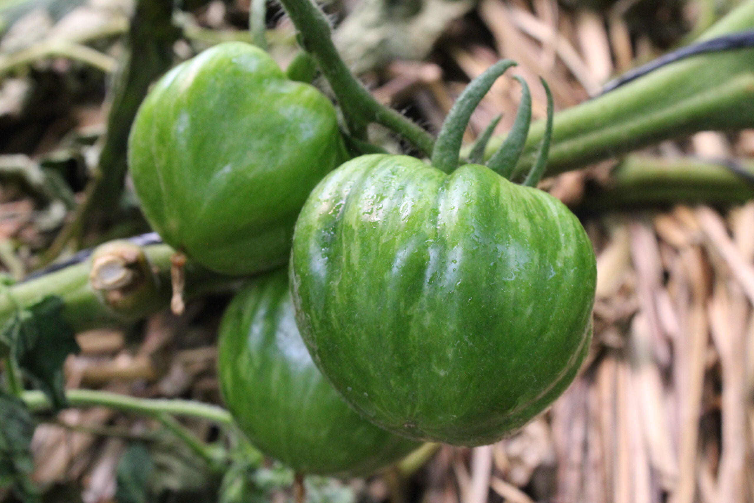 Jitomate cebra verde