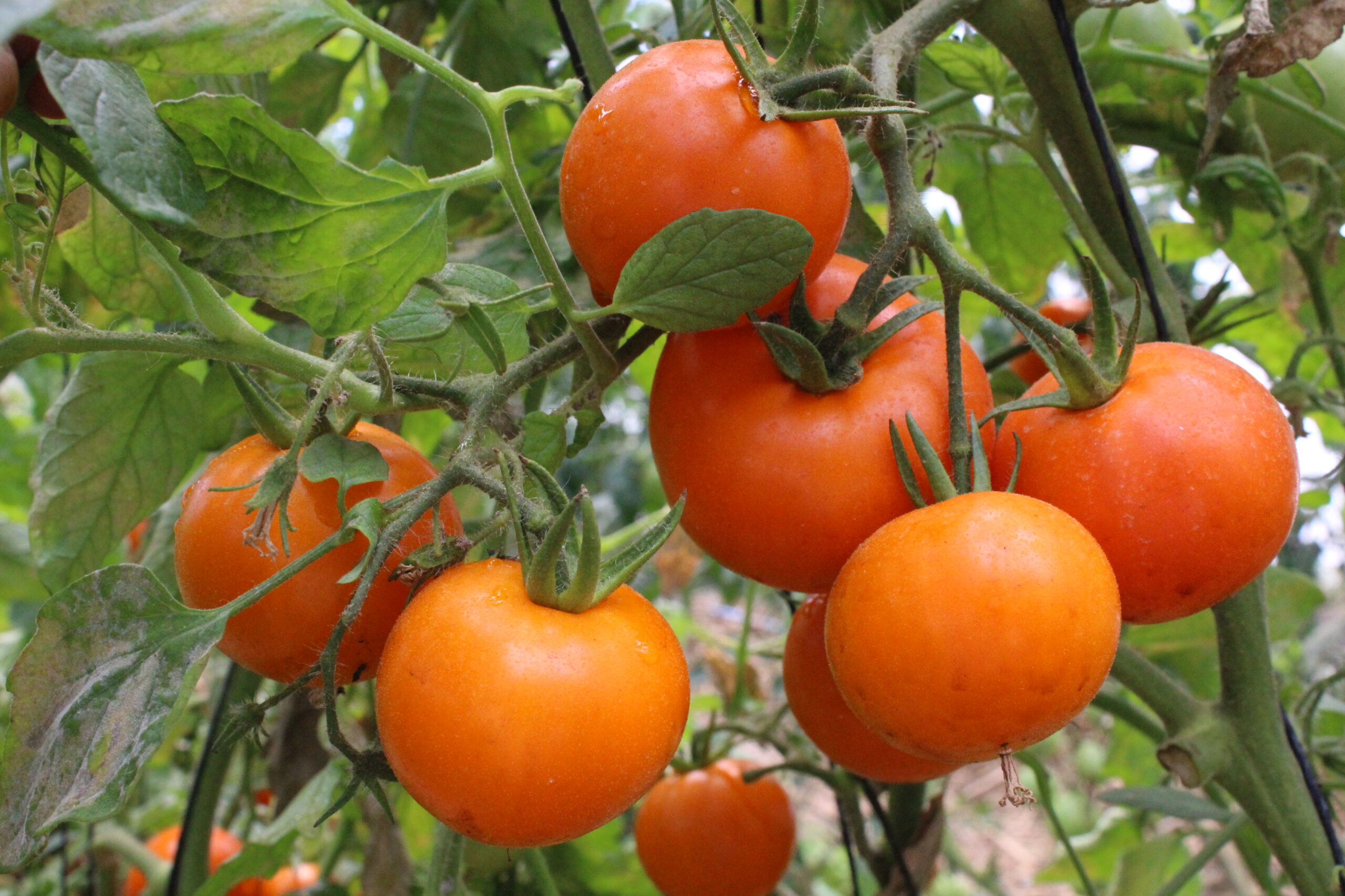 Jitomate orange queen
